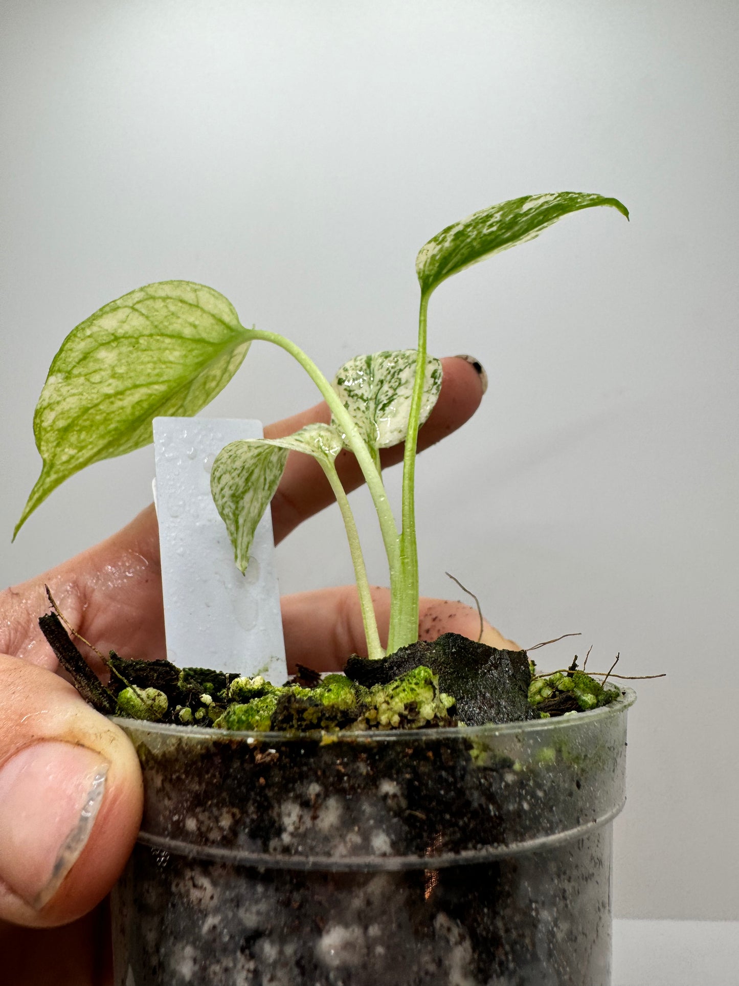 Monstera Deliciosa Mint Variegated (rare tropical)