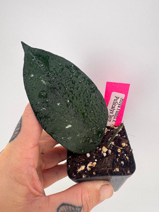 Hoya Fungii X Pubicalyx ‘Royal Hawaiian Purple’
