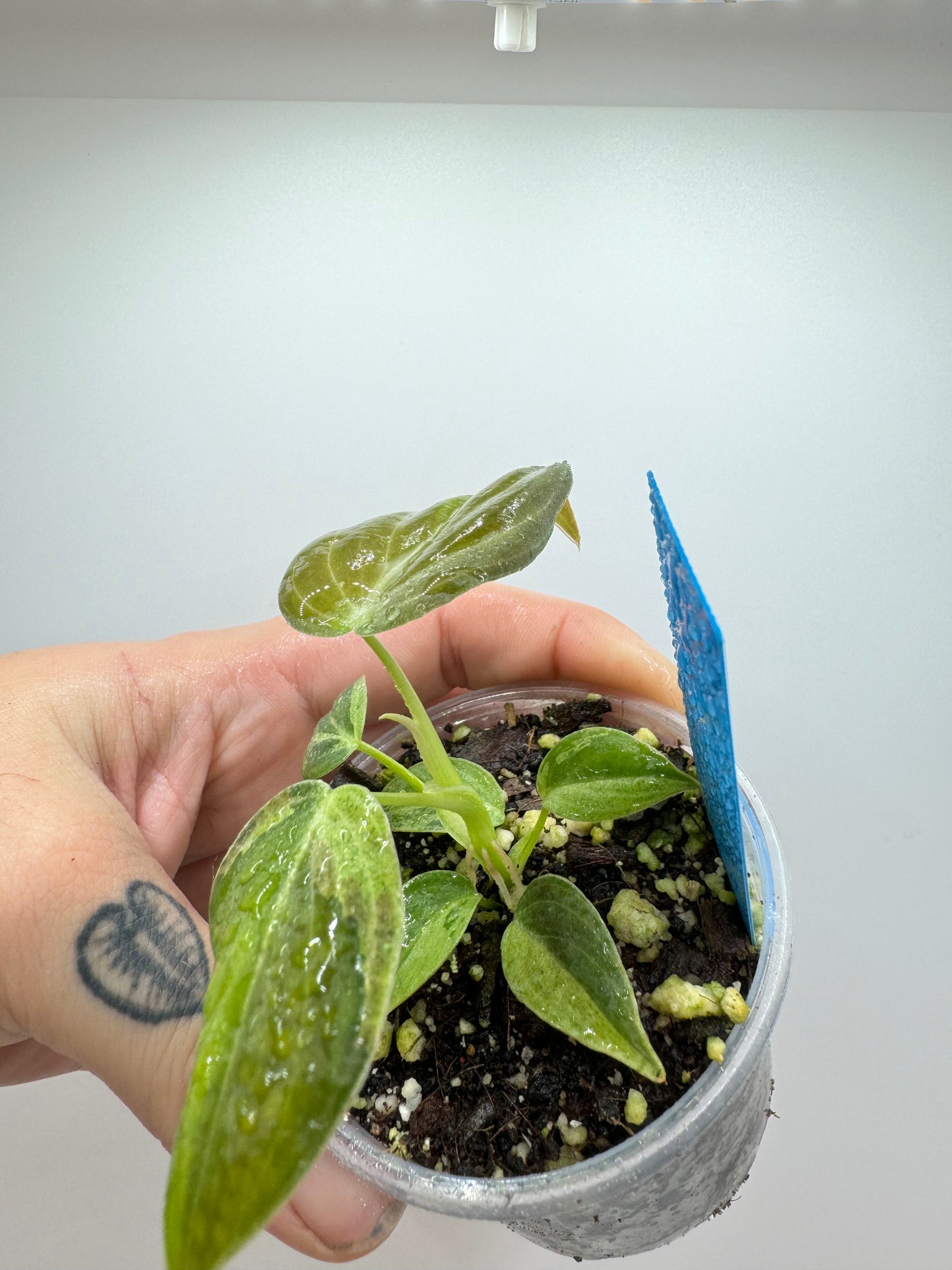 Variegated Philodendron Melanocrysm (Rare tropical)