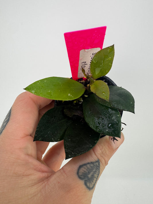 Hoya sipitangenis
