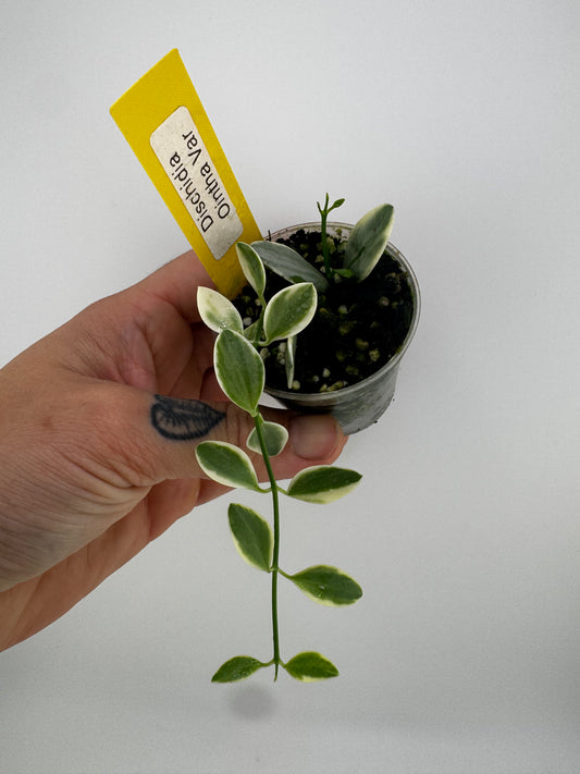 Dischidia Ointha Variegated