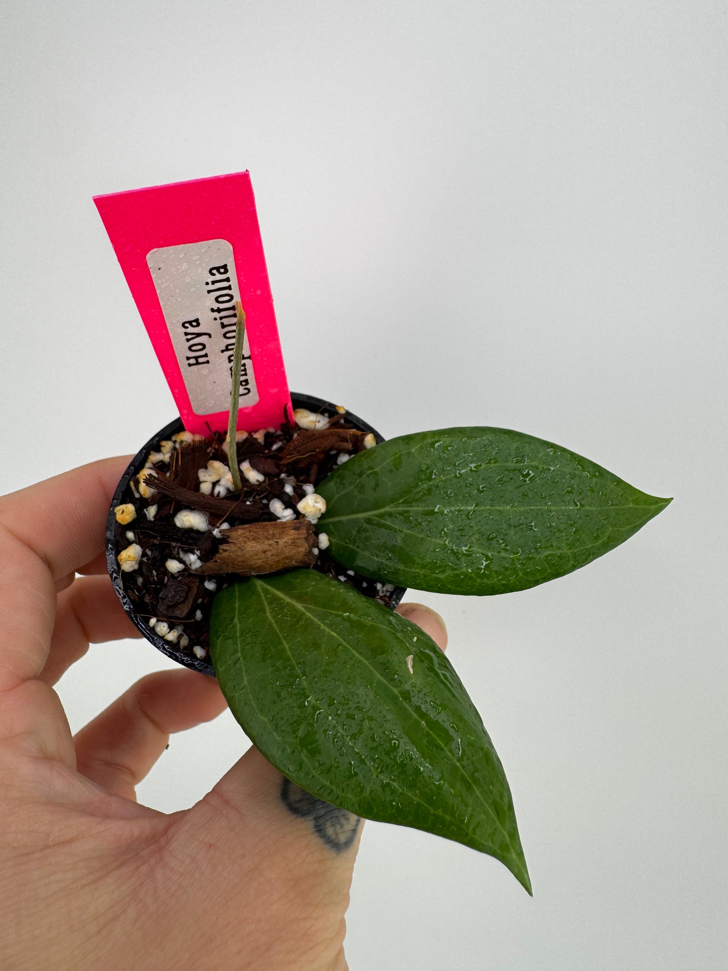 Hoya Camphorifolia