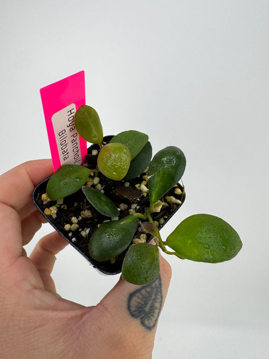 Hoya ‘Panchoi’ AKA ‘Bilobata’