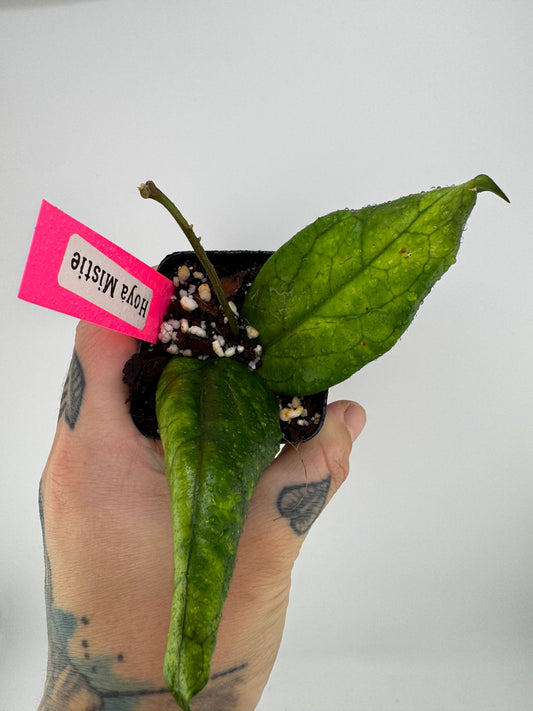 Hoya Mistie