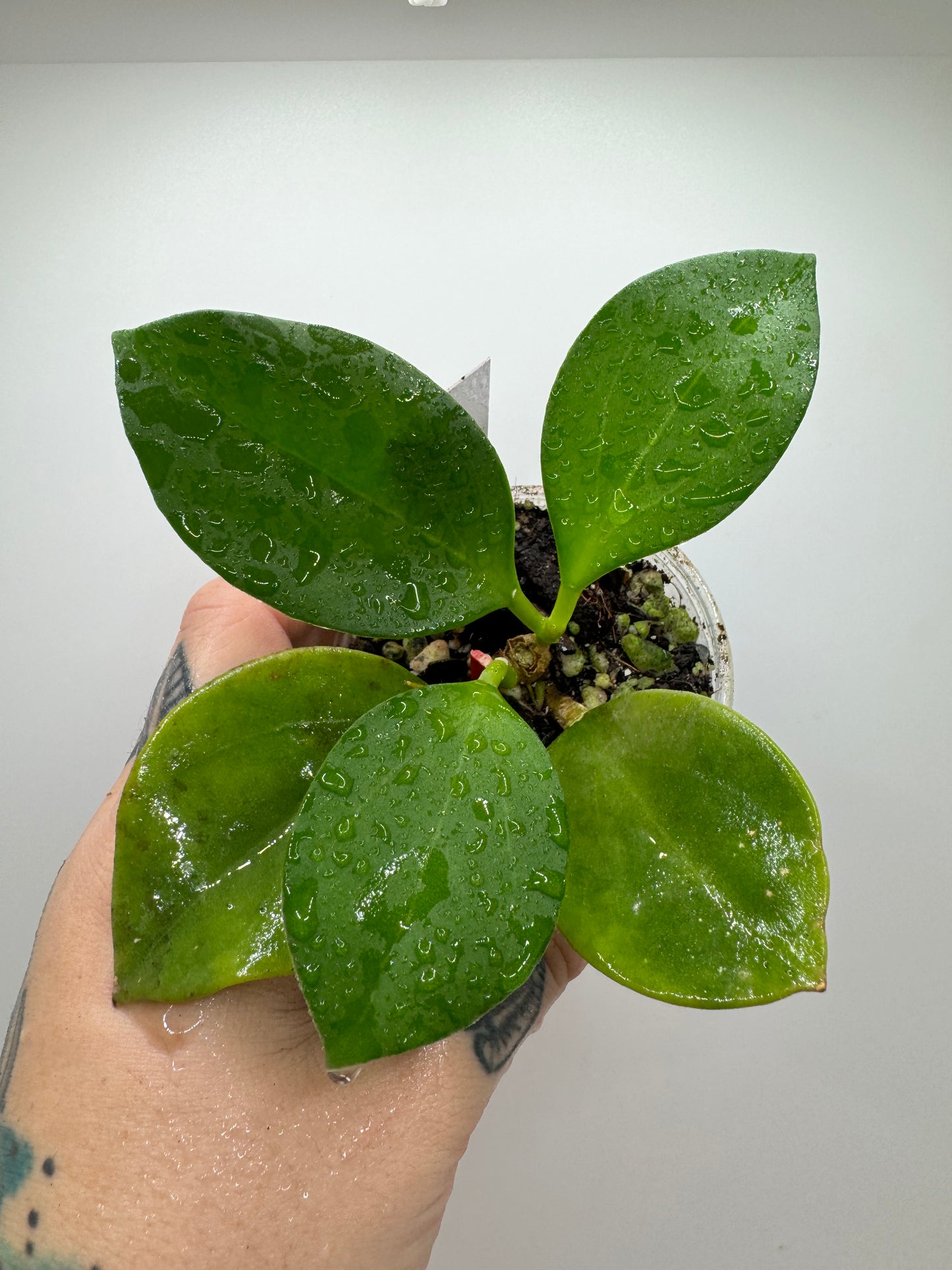 Hoya Pachyllada