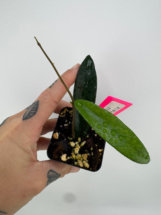 Hoya Minibelle