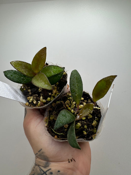 Hoya Rosita