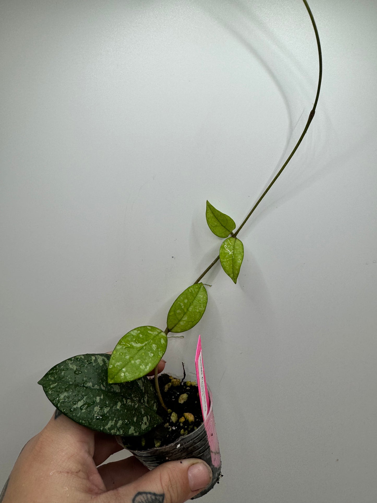 Hoya Crasspipetiola Splash