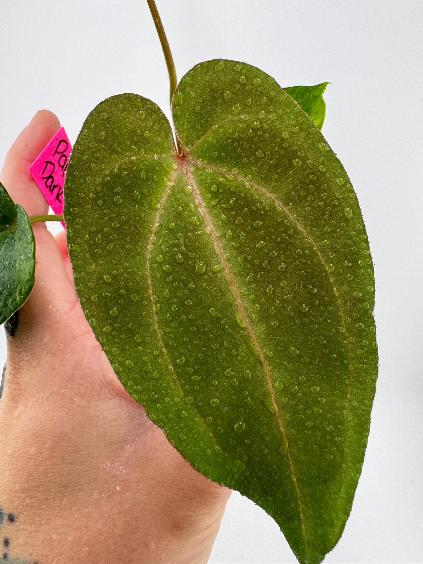 Anthurium Papi X Dark Phoenix