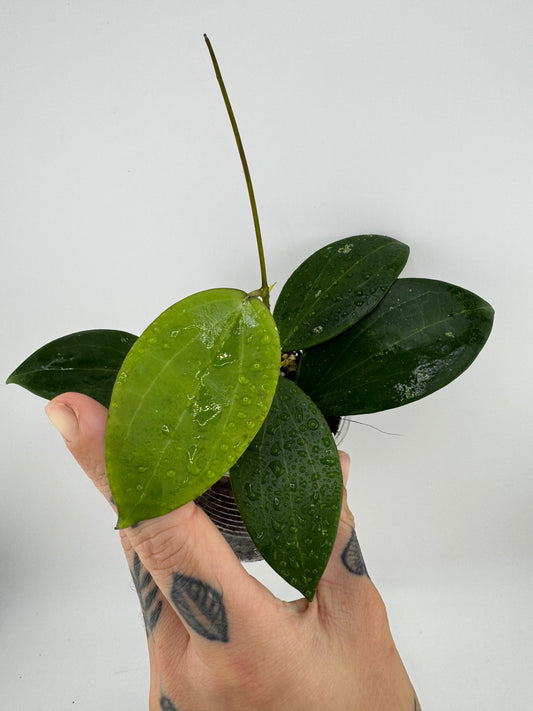 Hoya Genieve