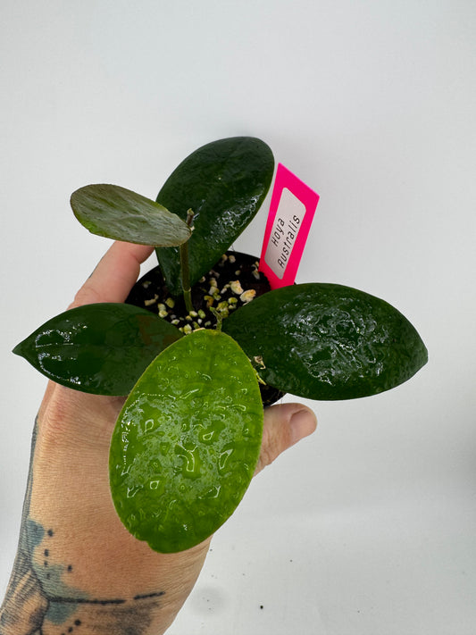 Hoya Australis