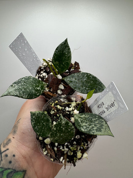 Hoya lacunosa ‘silver’