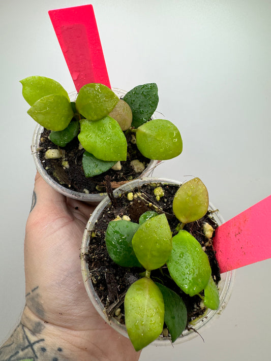 Hoya huschkeliana pink flower