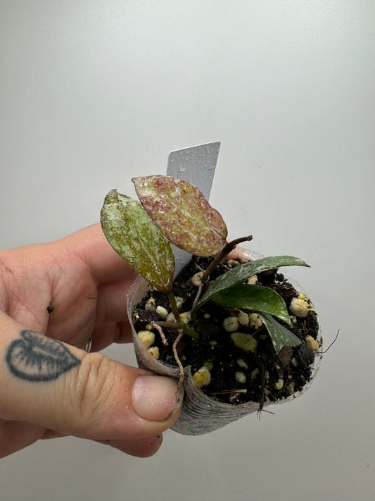 Hoya Lacunosa ‘snow caps’