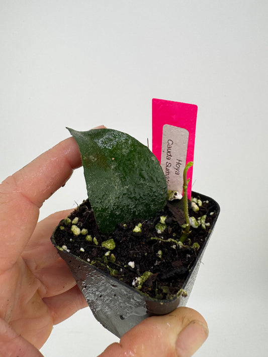 Hoya Cauda Sumatra