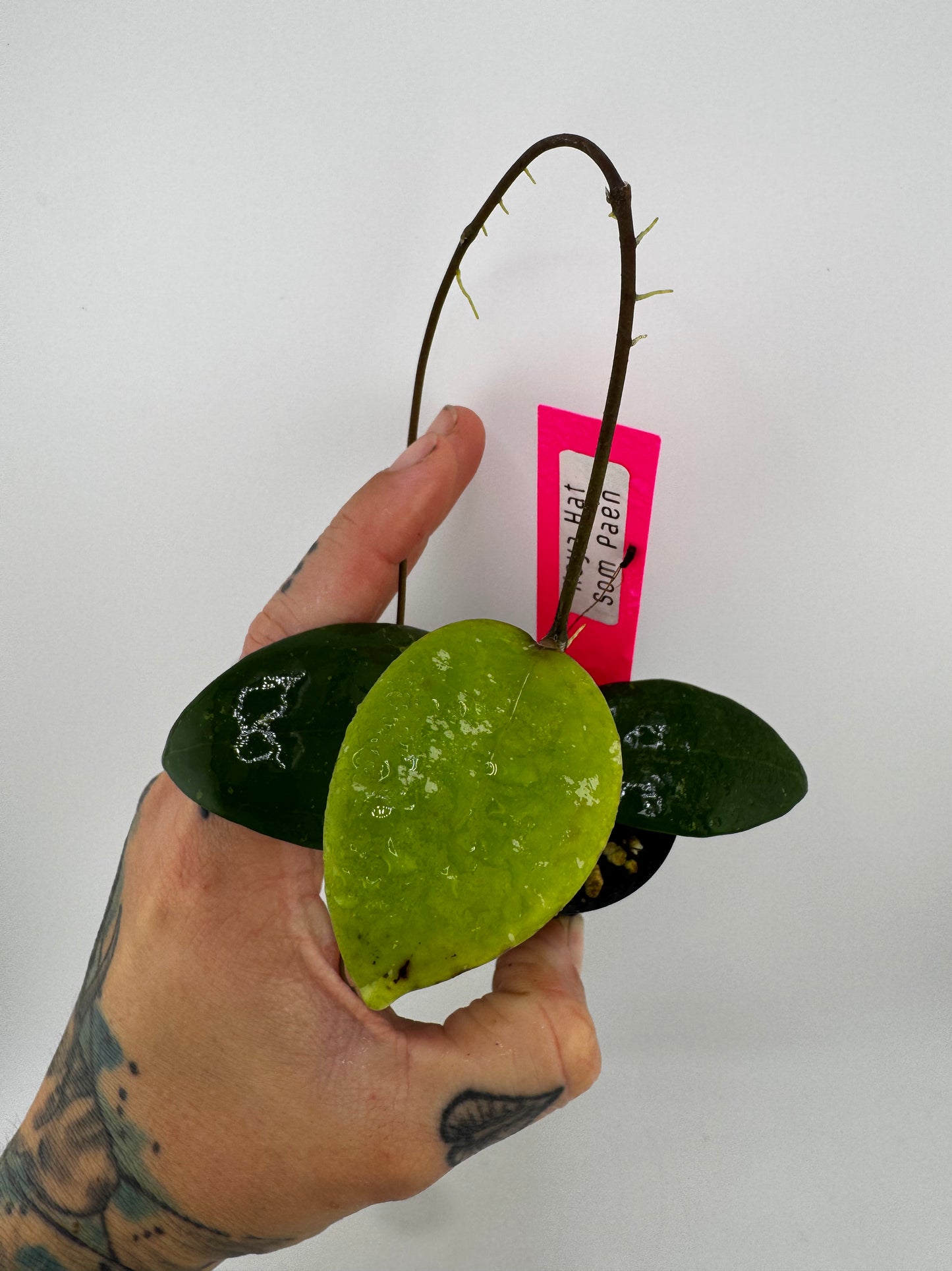 Hoya IML 1438 ‘Hat Som Paen’