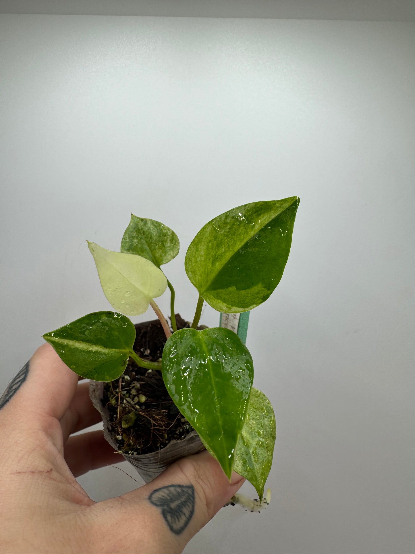 Variegated Anthurium Renaissance (rare tropical)