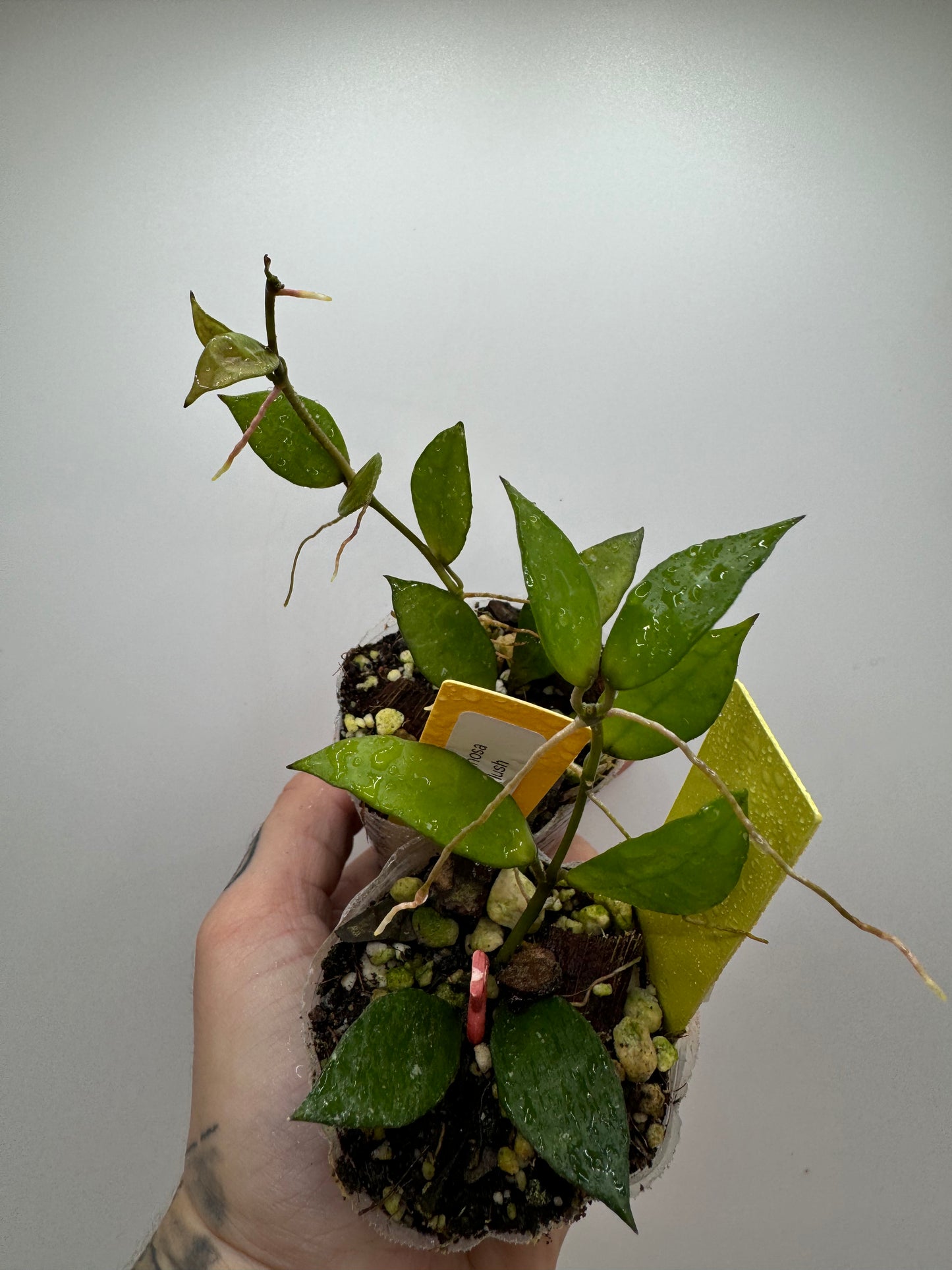 Hoya Lacunosa ‘Royal flush’