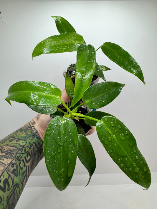 Philodendron Florida Green