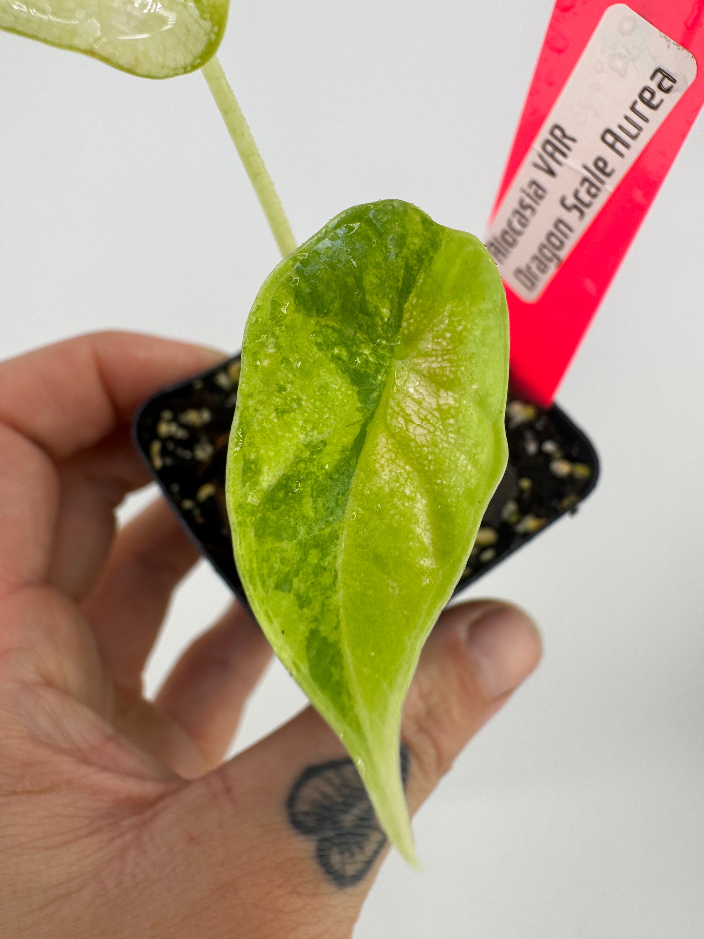 Alocasia Dragon Scale Aurea Variegated #1