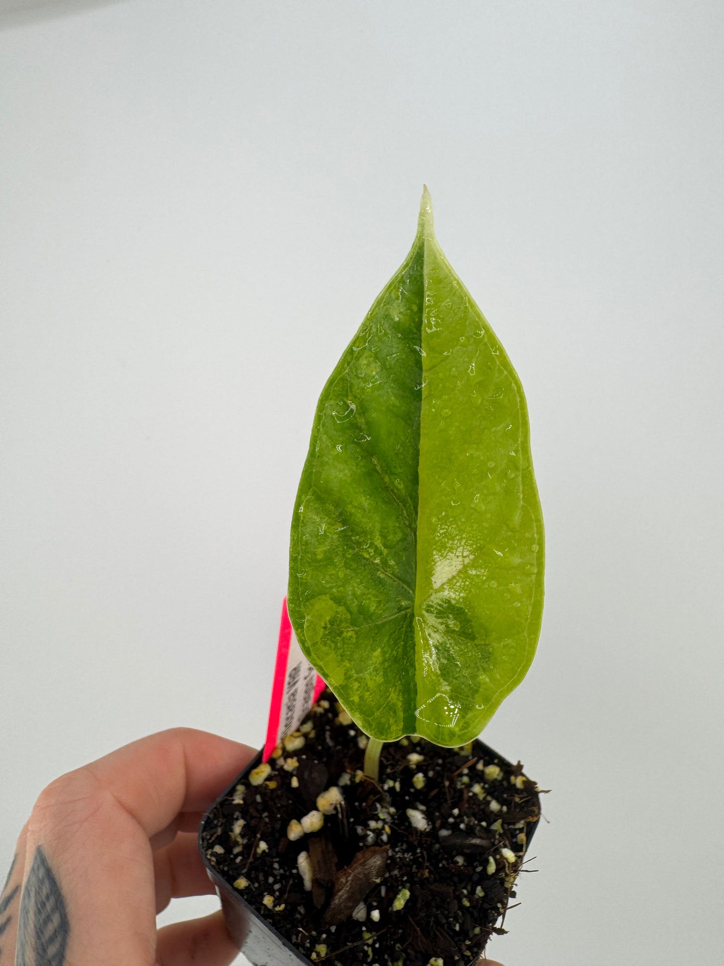 Alocasia Dragon Scale Aurea Variegated #2