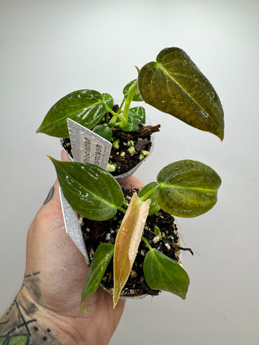 Philodendron Melanocrysum