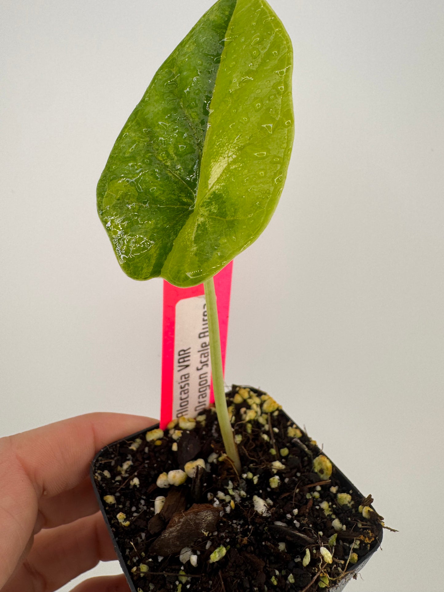 Alocasia Dragon Scale Aurea Variegated #2