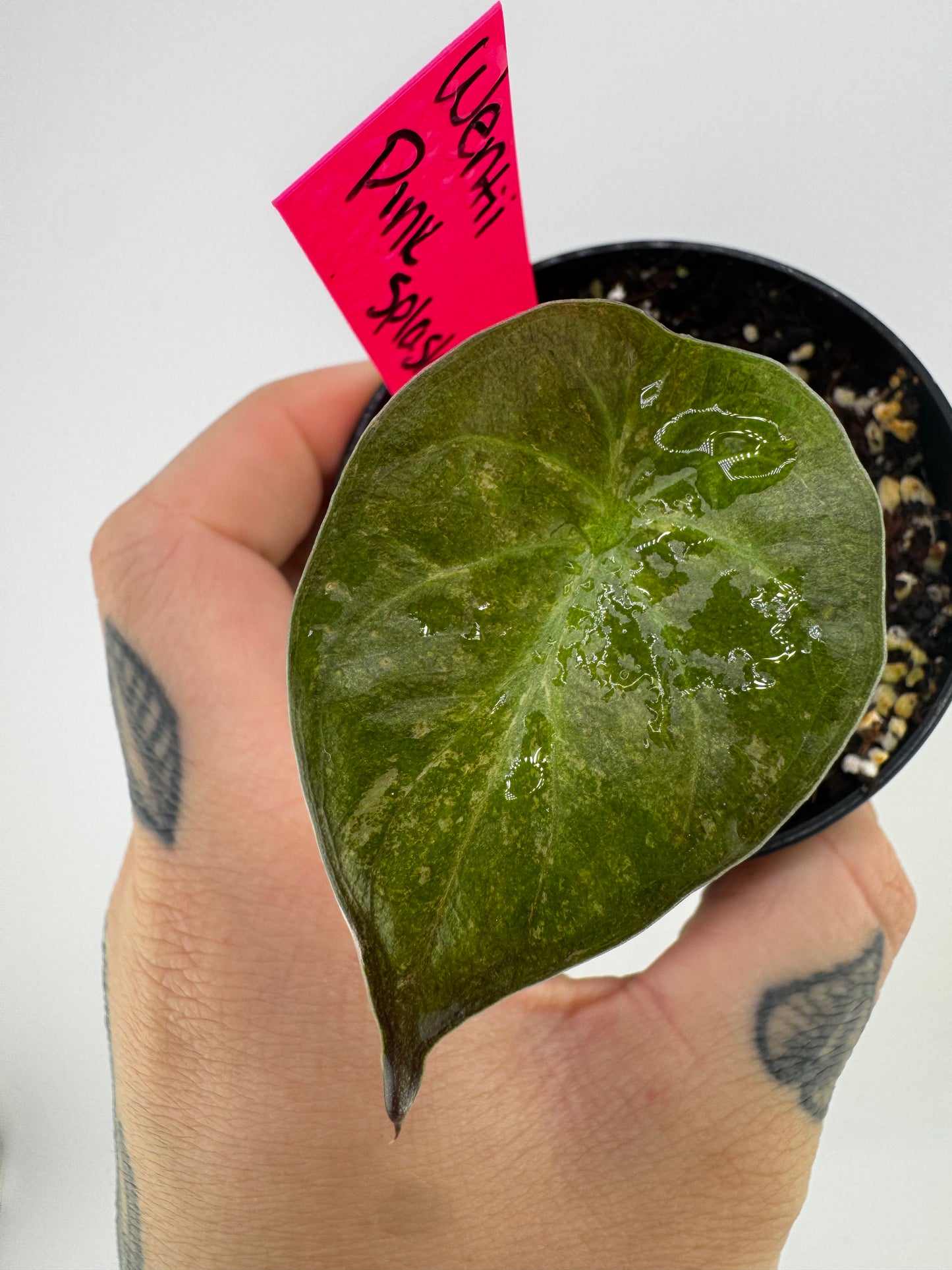 Alocasia Wentii Variegated Pink Splash
