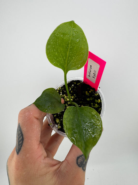 Anthurium Big Bill