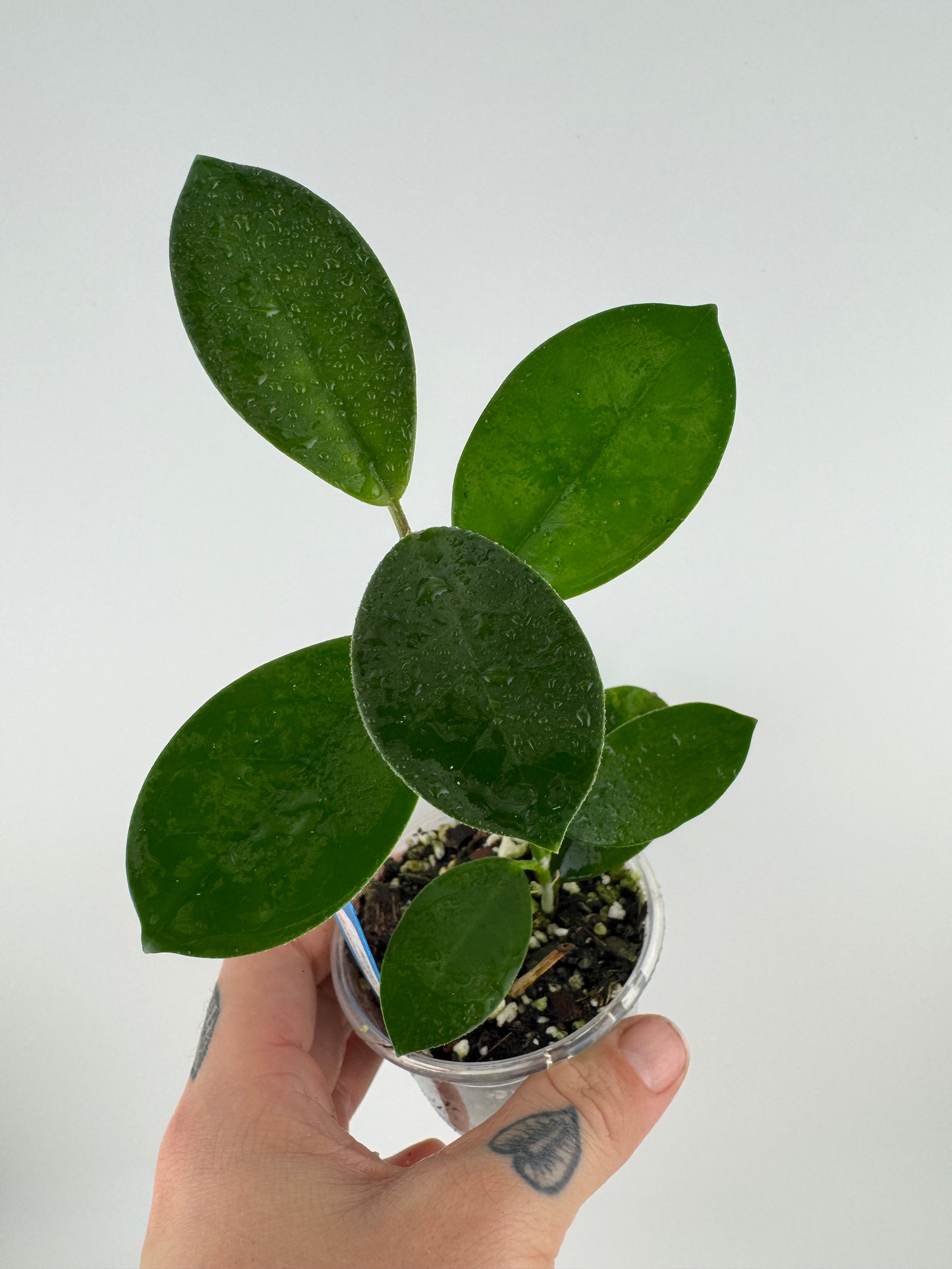 Hoya Australis