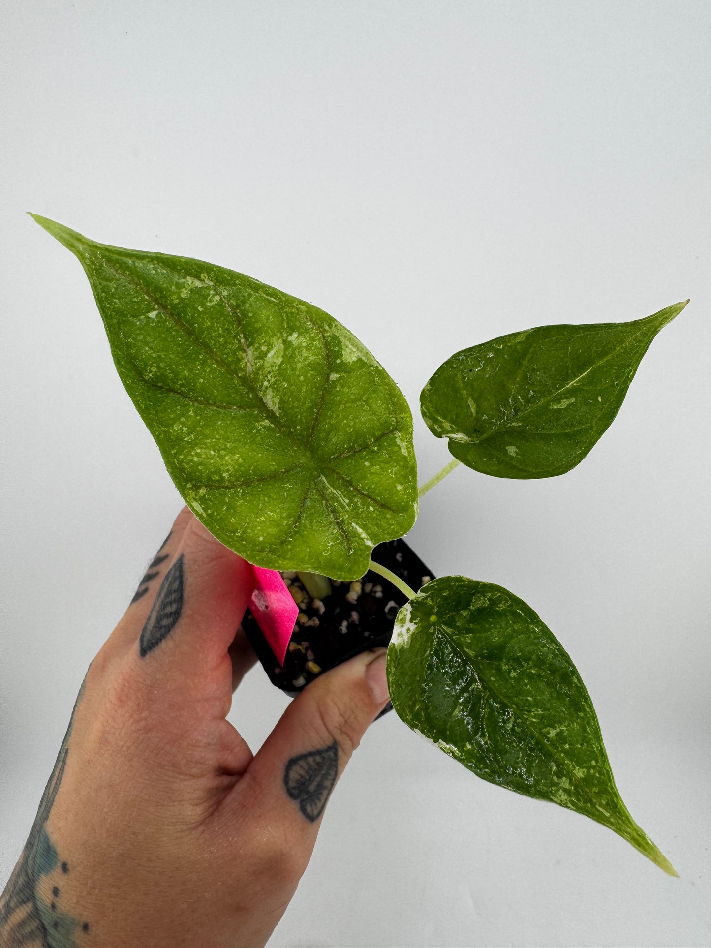 Alocasia Dragon Scale Variegated Albo ‘Galaxy’