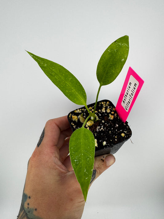 Anthurium vittariifolium
