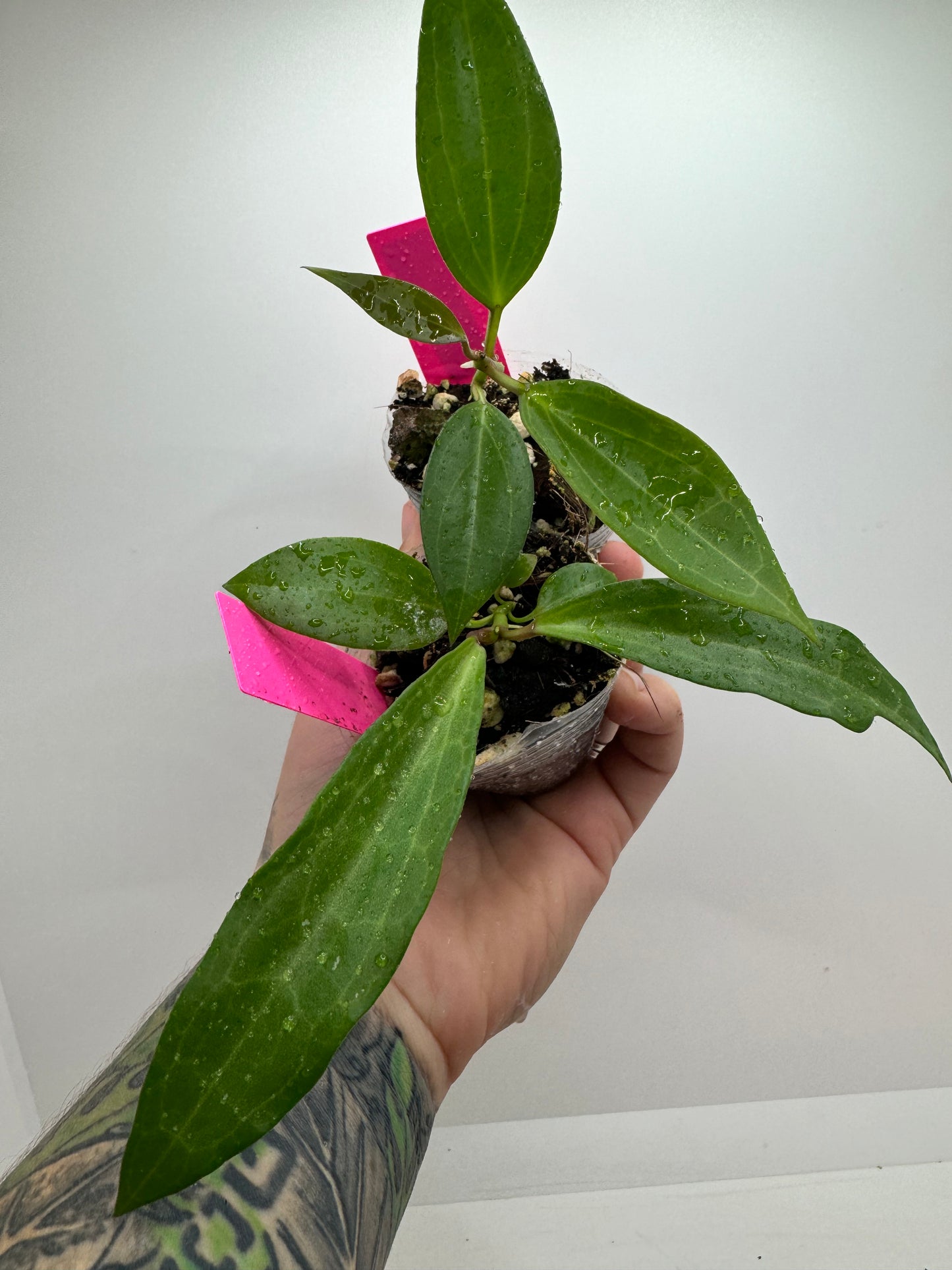 Hoya Sarawak ‘pink’ X (unknown) open cross seeding