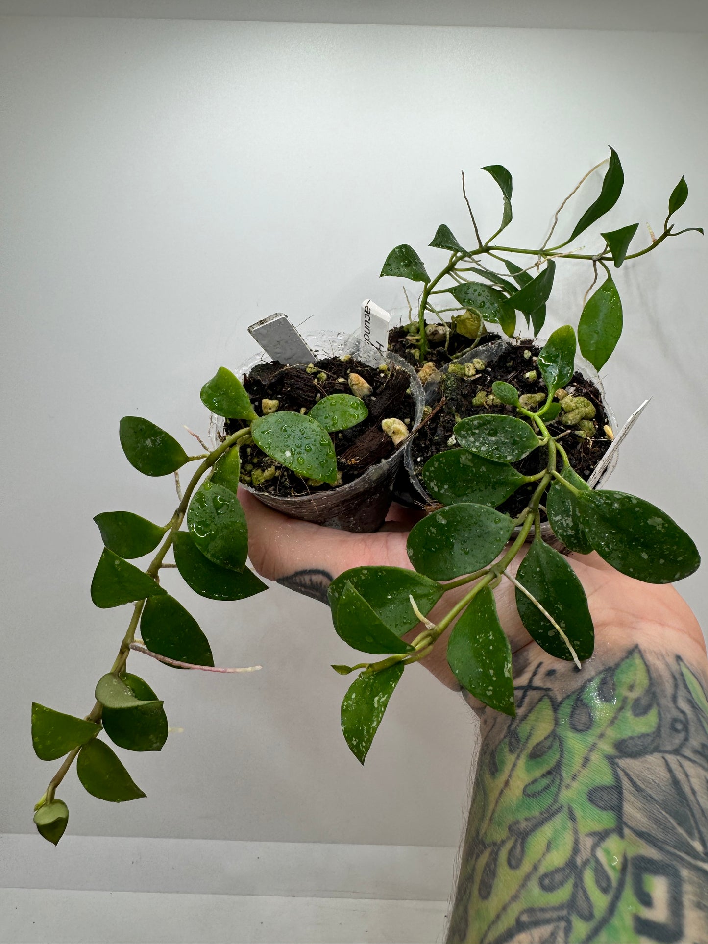 Hoya Lacunosa X (unknown) open cross seedling