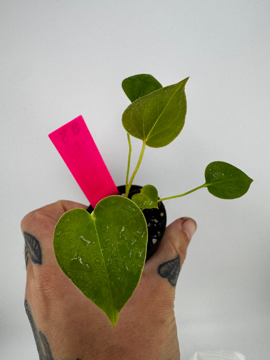 Anthurium Brownii