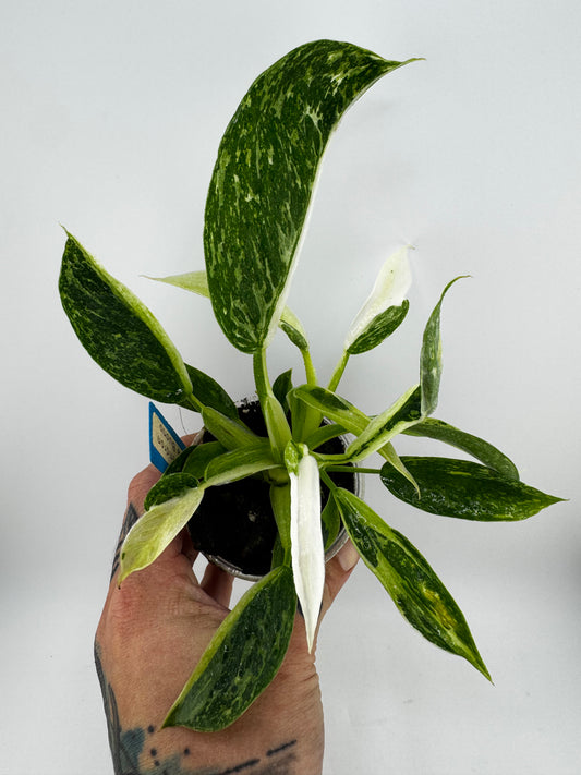 Philodendron Jose Buono