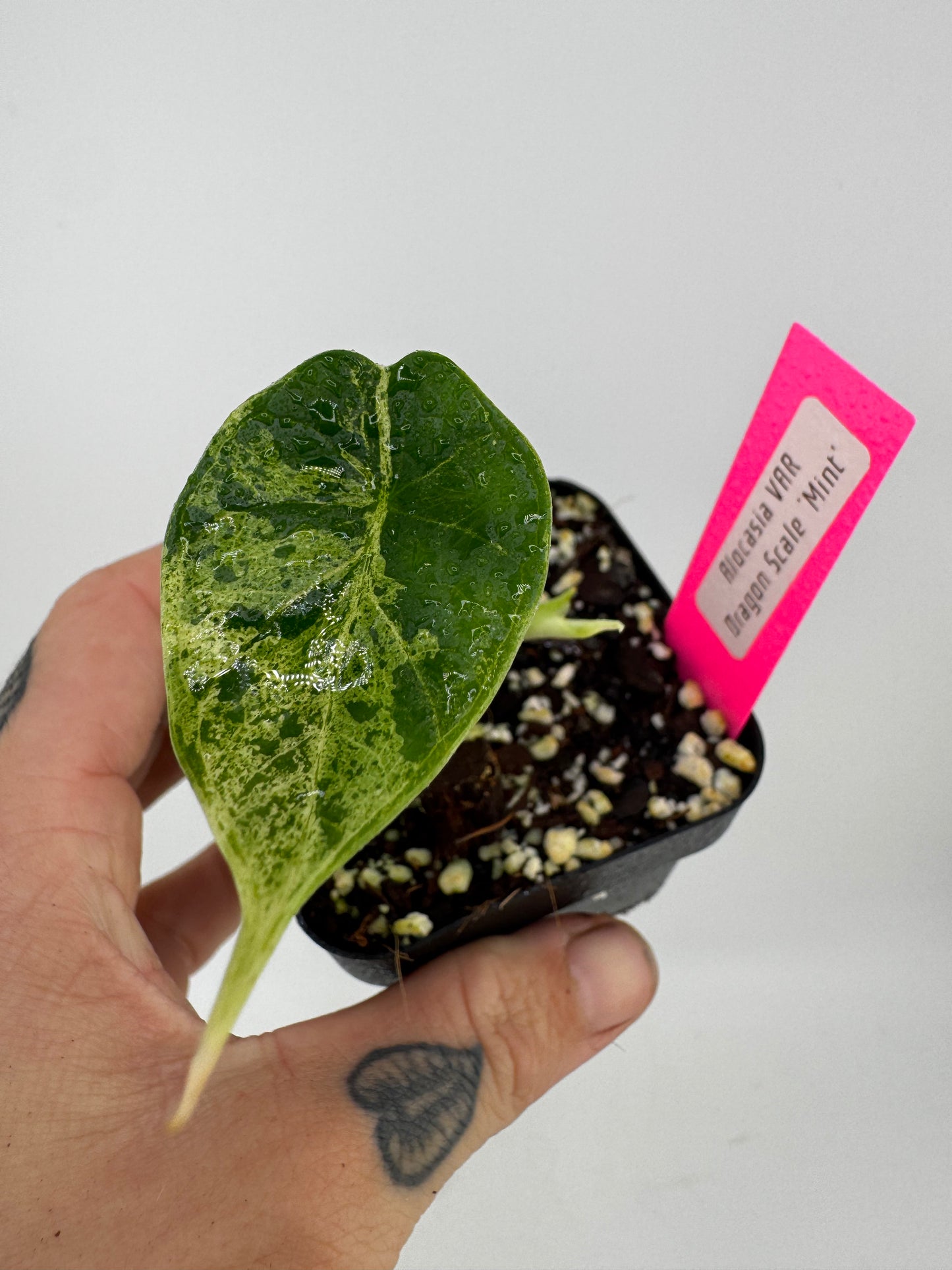 Variegated Alocasia Dragon Scale ‘Mint’