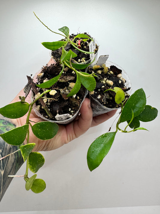 Hoya Lacunosa ‘Ruby Sue’ X (unknown) open cross seedling