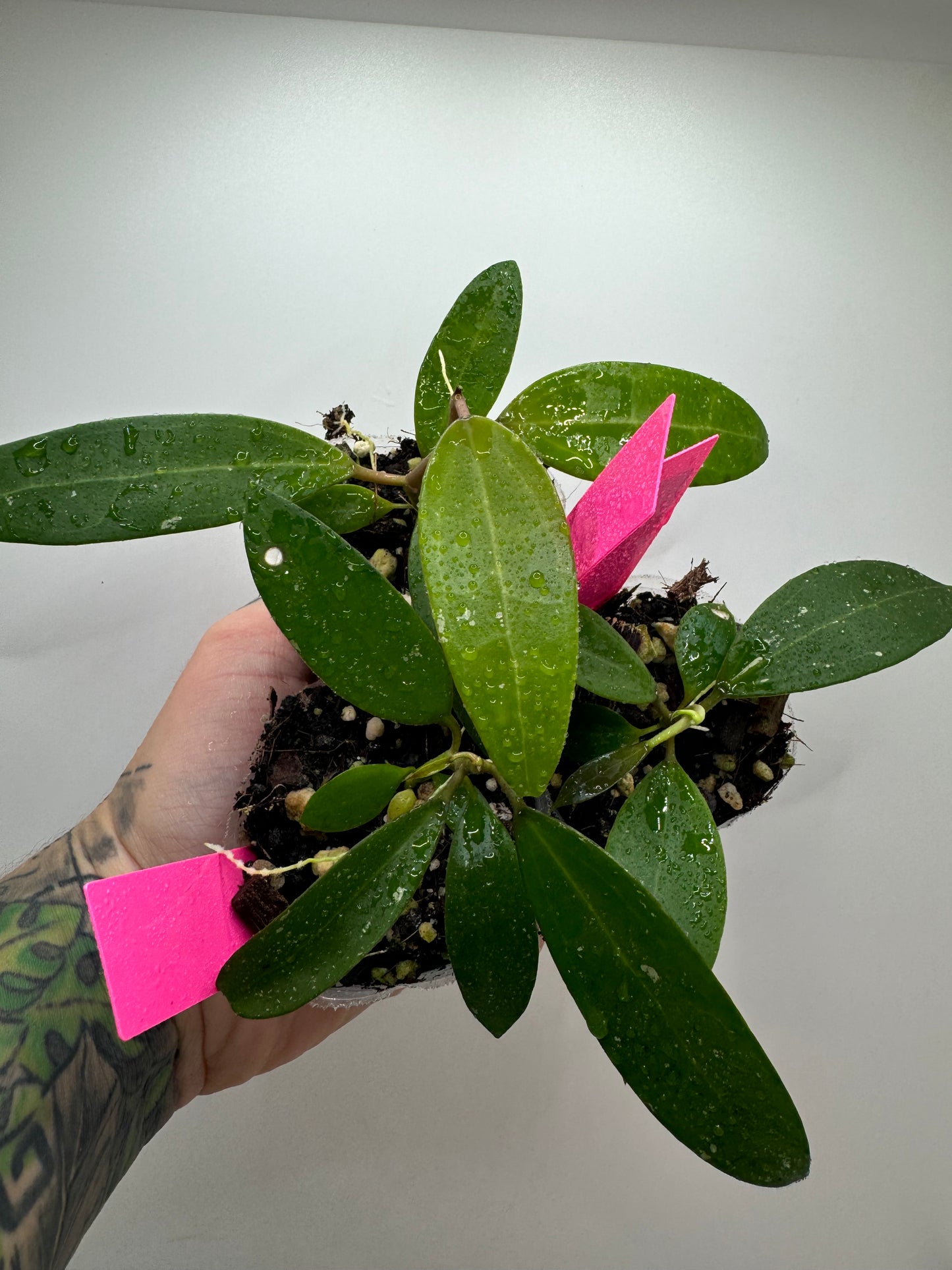 Hoya Verticillica ‘heart leaf’ X (UNK) open cross seedling