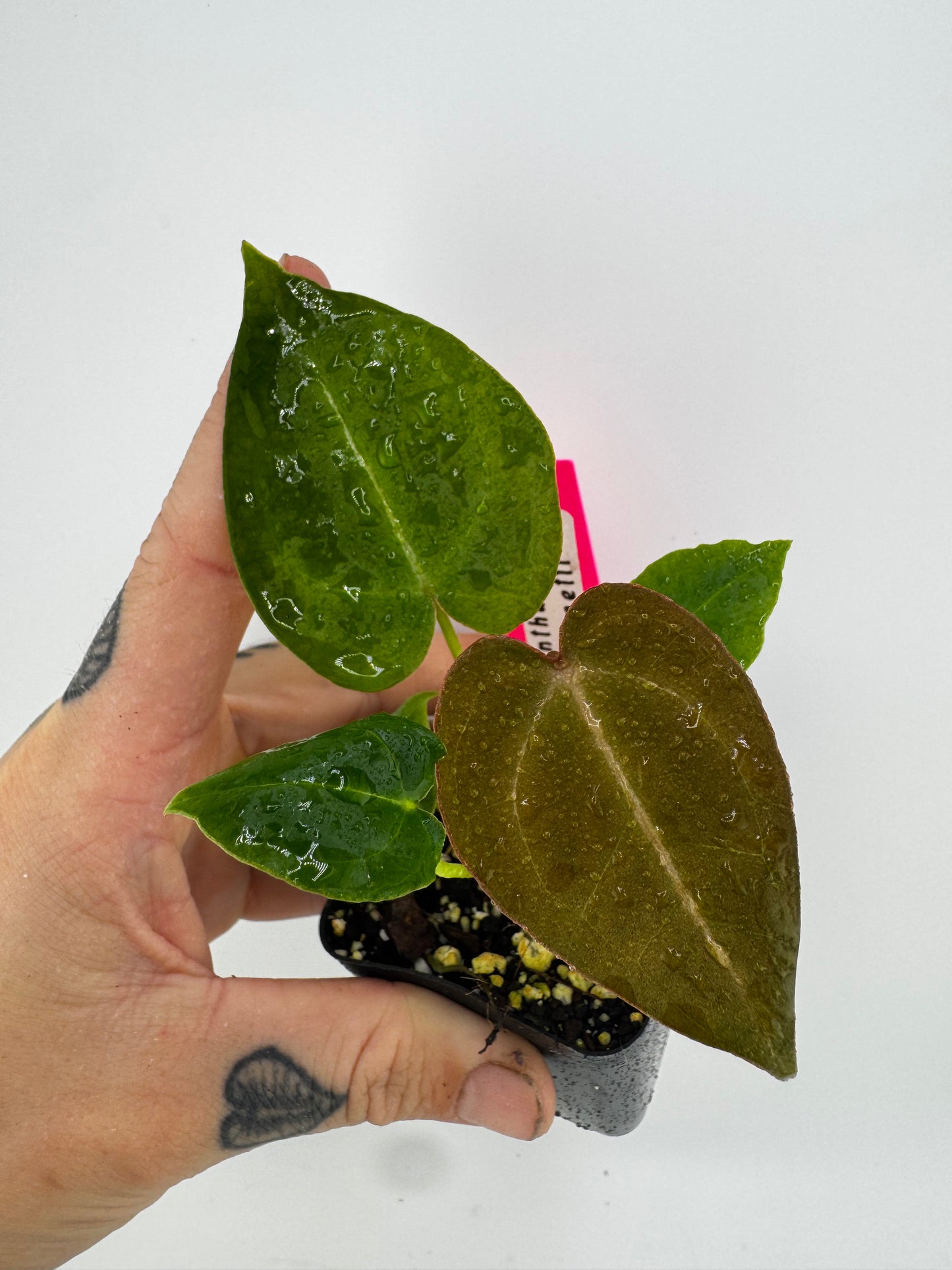 Anthurium Forgetti