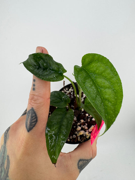 Monstera siltpecana