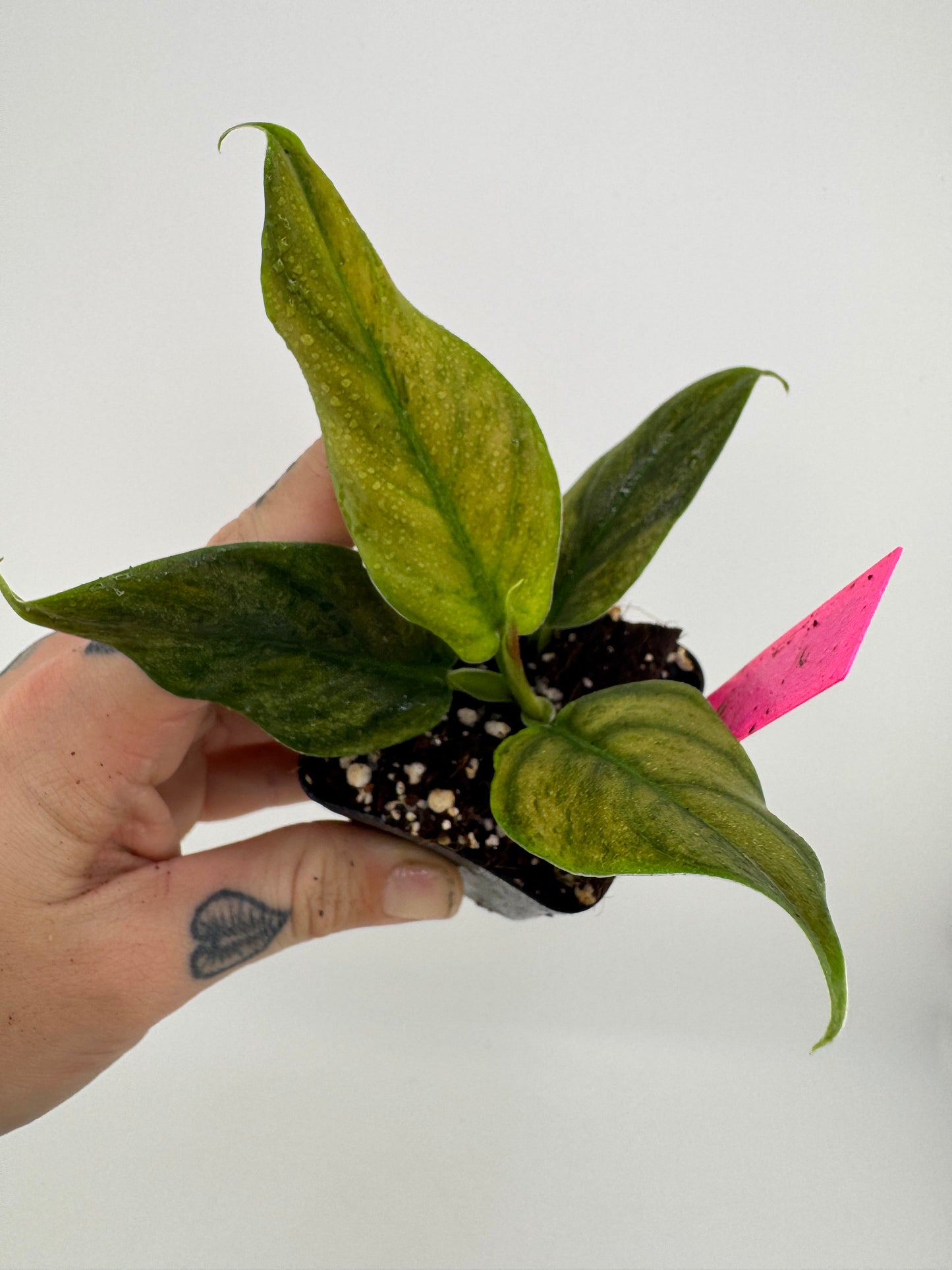 Philodendron Variegated Subhastum