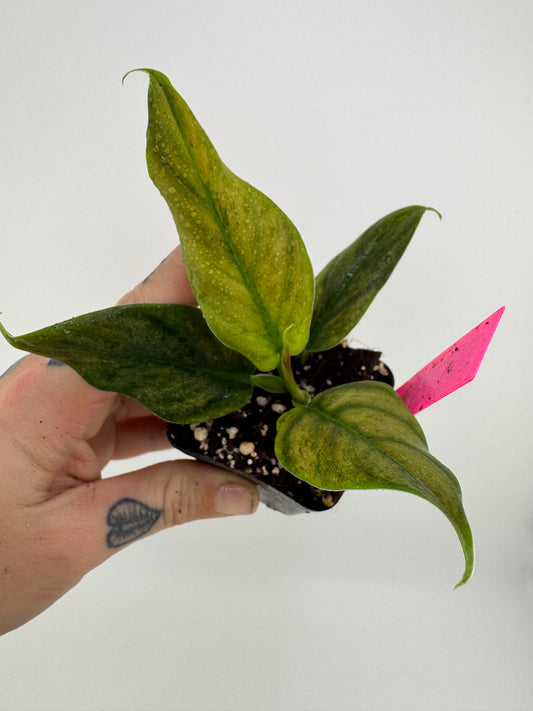 Philodendron Variegated Subhastum