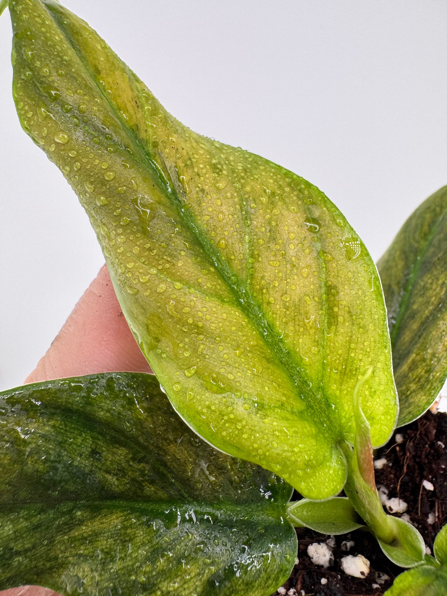 Philodendron Variegated Subhastum