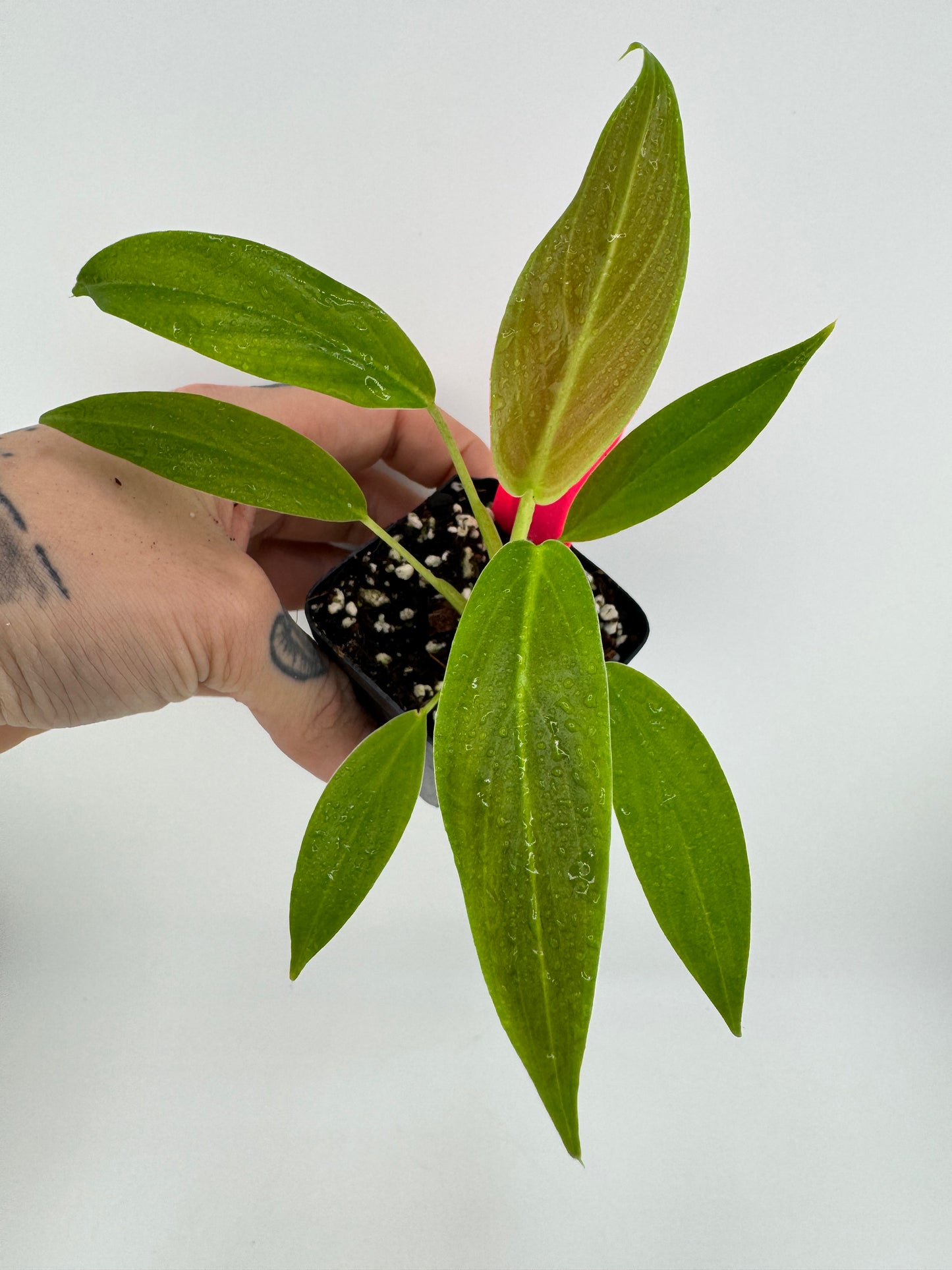 Philodendron Subhastum