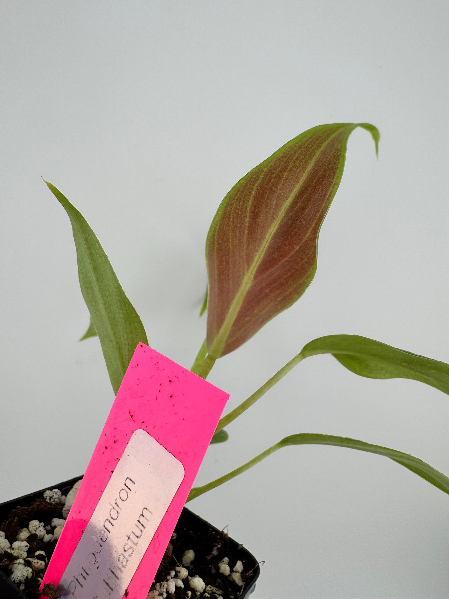 Philodendron Subhastum