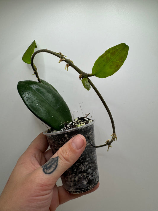 Hoya Carnosa ‘Miss Debbie’ (Rare tropical)