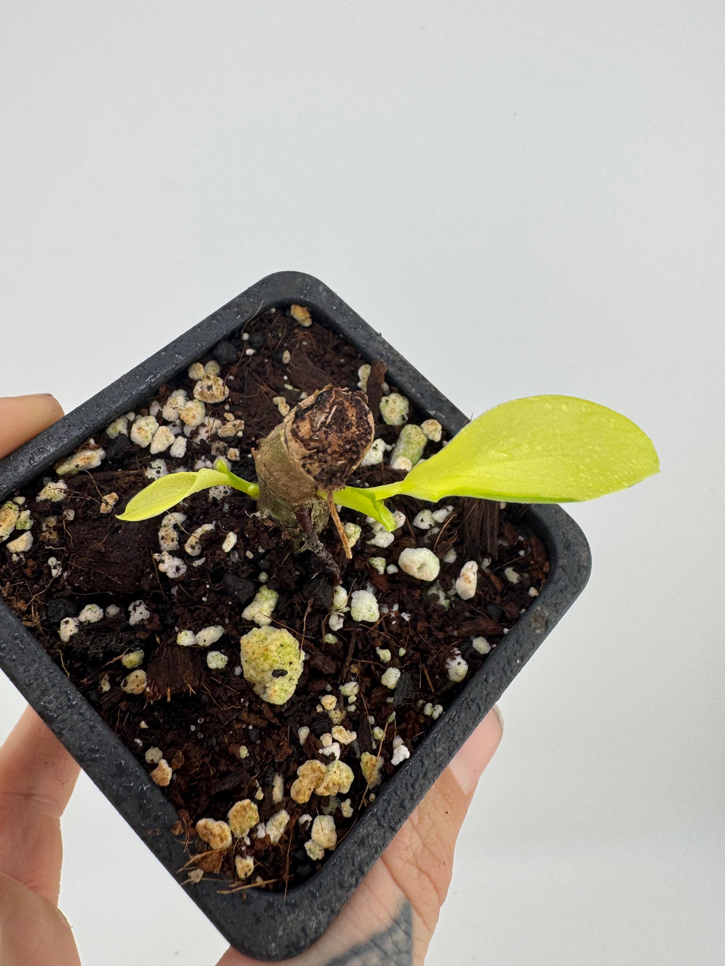 Philodendron Thai sunrise