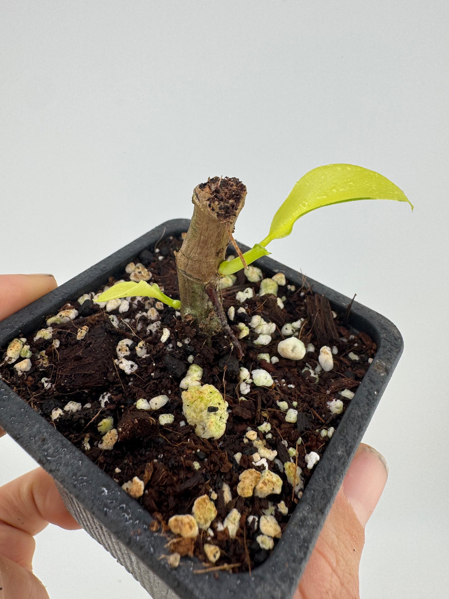 Philodendron Thai sunrise