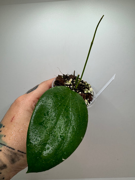 Hoya Aldrichii